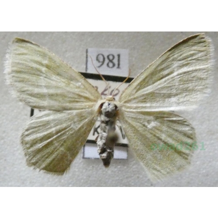 Chlorissa viridata (Linnaeus, 1758) Miernik seledyniak Czech98l